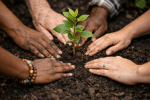Multiple hands surrounding and touching soil around a young green plant seedling.