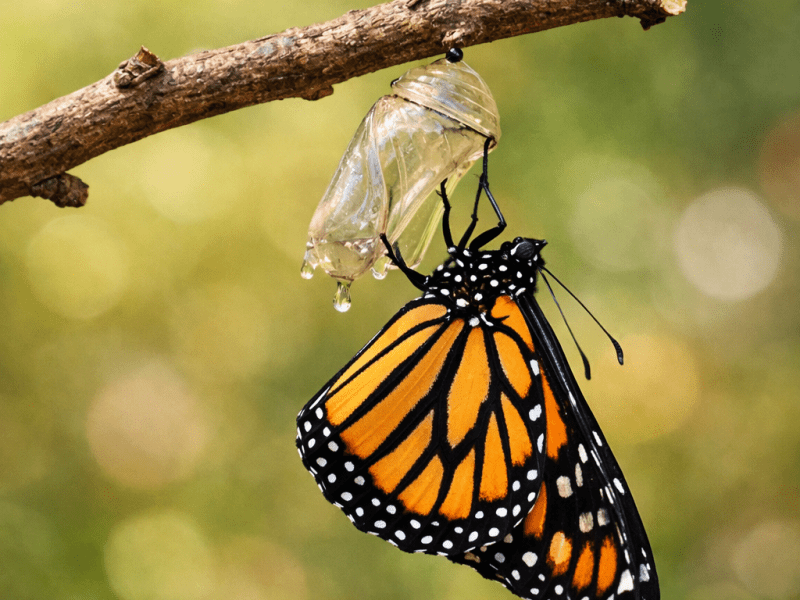 Soul Wholeness: Discover Your True Identity in&nbsp;Christ