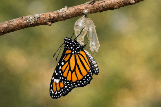 Monarch butterfly hanging from empty chrysalis on tree branch