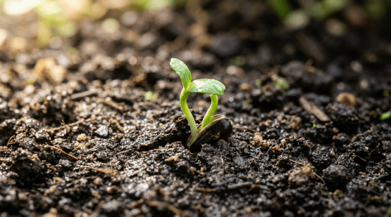 A small green seedling with two leaves growing out of moist soil with seed shell still attached