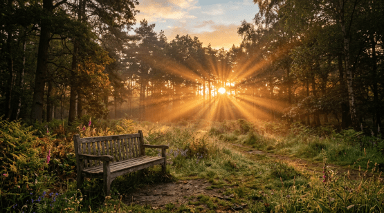 Wooden bench in forest clearing with sunrays shining through trees at sunrise